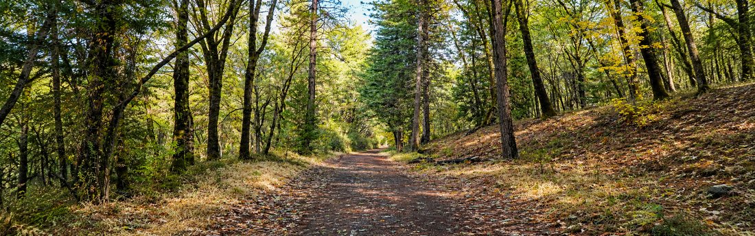 Best Fall Hiking Trails for Beginners: Your Complete Guide