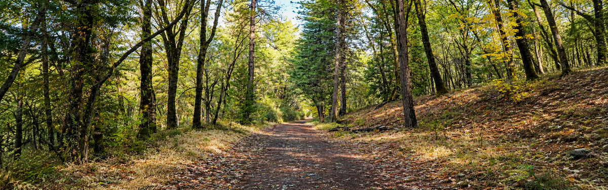 Best Fall Hiking Trails for Beginners: Your Complete Guide